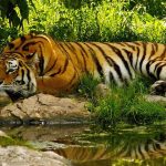Renuka Wildlife Sanctuary Travel Guide and Tourism in Sirmaur, Himachal Pradesh